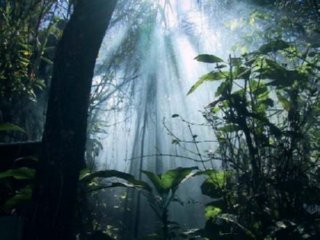 BOSQUE 01
